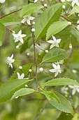 Lacebark (Hoheria populnea)