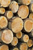 Silver fir logs (Abies alba)