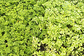 Parsley flat and curled in a vegetable garden in summer, Moselle, France