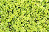 Curled Parsley in a vegetable garden in summer, Moselle, France