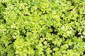 Flat Parsley in a garden in summer, Moselle, France