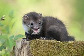Beech marten (Martes Foina), puppy sits on a tree stump covered with moss, Austria, Europe