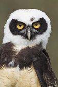 Spectacled Owl (Pulsatrix perspicillata), portrait, captive, United Kingdom, Europe