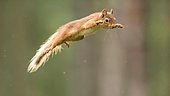 Eurasian red squirrel (Sciurus vulgaris) jumps through the air, Cairngroms National Park, Highlands, Scotland, Great Britain