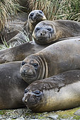 Southern Elephant Seals (Mirounga leonina) Gravat Point, South Georgia