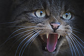 European Wildcat (Felis silvestris) Spanish Pyrenees