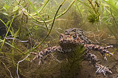 Common Toads Bufo bufo in amplexus in spring fed pond North Norfolk April