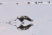 Common Crane (Grus grus), wintering at the Hula Lake Park, known in Hebrew as Agamon HaHula in the Hula Valley Northern Israel.