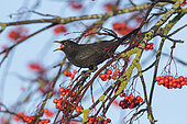 Blackbird (Turdus merula) male feeding on ornamental Rowan berries in garden, Penrith, Cumbria, England, December