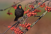 Blackbird (Turdus merula) male feeding on ornamental Rowan berries in garden, Penrith, Cumbria, England, December