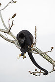Mantled howler (Alouatta palliata) Panama