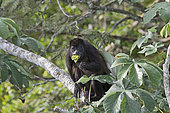 Mantled howler (Alouatta palliata) feeding on cecropia leaves, Panama