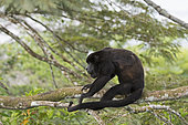 Mantled howler (Alouatta palliata) alpha male of group, Panama