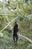 Mantled howler (Alouatta palliata) alpha male of group feeding on cecropia leaves, Panama