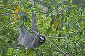 Brown-throated Sloth (Bradypus variegatus) of Three-toed Sloth family, female Panama