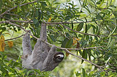 Brown-throated Sloth (Bradypus variegatus) of Three-toed Sloth family, female, Panama