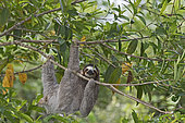 Brown-throated Sloth (Bradypus variegatus) of Three-toed Sloth family, female Panama
