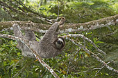 Brown-throated Sloth (Bradypus variegatus) of Three-toed Sloth family, female, Panama