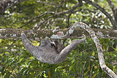 Brown-throated Sloth (Bradypus variegatus) of Three-toed Sloth family, female, Panama