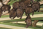 Great Fruit-eating Bats (Artibeus lituratus) roosting under a palm frond in Panama City