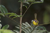 Rufous-capped Warbler (Basileuterus rufifrons), Panama