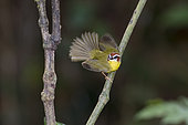 Rufous-capped Warbler (Basileuterus rufifrons), Panama