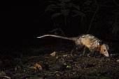 Common Opossum (Didelphis marsupialis) Canopy Camp in the Darien Panama