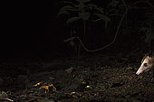 Common Opossum (Didelphis marsupialis) Canopy Camp in the Darien Panama