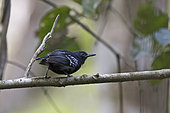White-flanked Antwren (Myrmotherula axillaris) male in Darién National Park, Panama