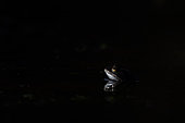 Common Frog (Rana temporaria) in pond, March, Norfolk, England