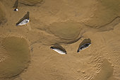 Grey Seals (Halichoerus grypus) from above Morston, North Norfolk, autumn