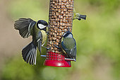 Great Tits (Parus major) on peanut feeder in garden Norfolk