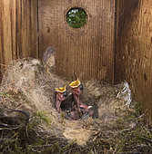 Great Tit (Parus major) young inside a nest box, Norfolk, May