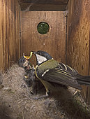 Great Tit (Parus major) feeding young inside a nest box, Norfolk, May