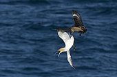 Great Skua Stercorarius skua attacking Gannet on route ack to its colony, to make it disgorge fish, behaviour known as Kleptoparasitism (parasitism by theft) Hermaness, Unst, Shetland, June