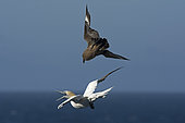 Great Skua Stercorarius skua attacking Gannet on route ack to its colony, to make it disgorge fish, behaviour known as Kleptoparasitism (parasitism by theft) Hermaness, Unst, Shetland, June