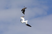 Great Skua Stercorarius skua attacking Gannet on route ack to its colony, to make it disgorge fish, behaviour known as Kleptoparasitism (parasitism by theft) Hermaness, Unst, Shetland, June
