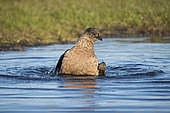 Grand labbe (Stercorarius skua) se baignant dans un loch d'eau douce, Hermaness, Unst, Shetland