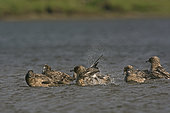 Grand labbe (Stercorarius skua) se baignant dans un loch d'eau douce, Hermaness, Unst, Shetland