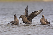 Grand labbe (Stercorarius skua) se baignant dans un loch d'eau douce, Hermaness, Unst, Shetland