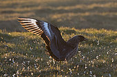 Great Skua (Stercorarius skua), Hermaness, Unst, Shetland, June
