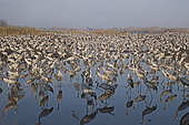 Common Cranes (Grus grus), wintering at the Hula Lake Park, known in Hebrew as Agamon HaHula in the Hula Valley Northern Israel.