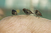 Starlings (Sturnus vulgarus) on back of pig feeding on ticks from anima,l North Norfolk, winter