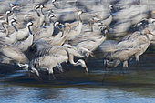 Common Cranes (Grus grus), wintering at the Hula Lake Park, Hula Valley Northern Israel.