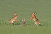 Brown Hare Lepus europaeus boxing in spring North Norfolk, England