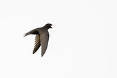 Common Swift (Apus apus) hunting insects in the rain over reedbed, Titchwell RSPB Reserve, Norfolk, UK