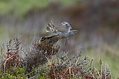 Common Cuckoo (Cuculus canorus) being mobbed by Meadow Pipits (Anthus pratensis), Caithness, Scotland, May