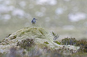 Common Greenshank (Tringa nebularia) male on territory, Sutherland NW Scotland, June
