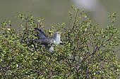 Common Cuckoo (Cuculus canorus), Caithness, Scotland, May
