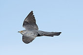 Common Cuckoo (Cuculus canorus) in flight, Caithness, Scotland, May